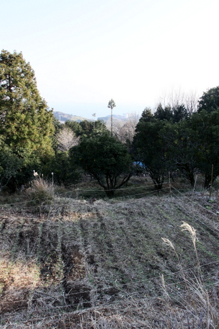 畑から海が見える