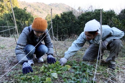 大根の収穫